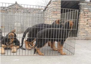 優良品種德國牧羊犬，成都寵物誠信交易指南